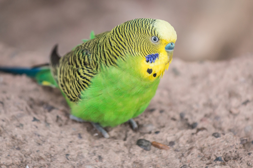 Image of Budgerigar