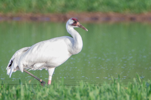 Image of Whooping Crane