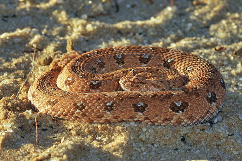 Image of Horned Adder