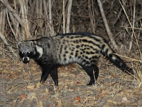 Image of African Civet