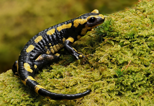 Image of Fire Salamander