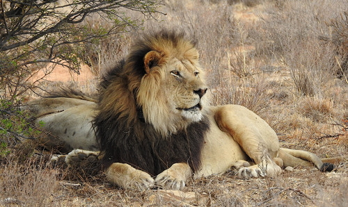 Image of Lion