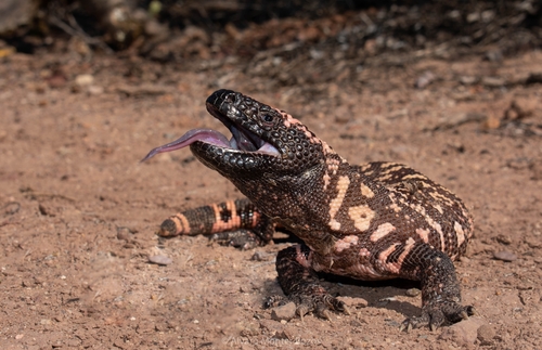 Image of Gila Monster