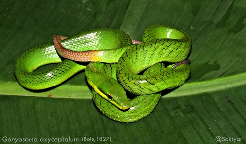 Image of Red-tailed Green Ratsnake