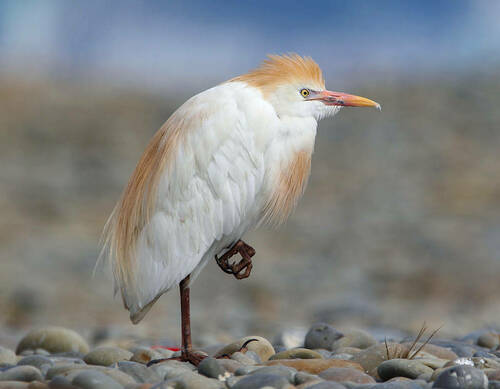 Image of Cattle Egret