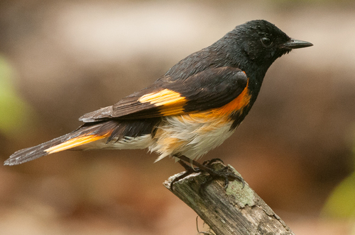 Image of American Redstart