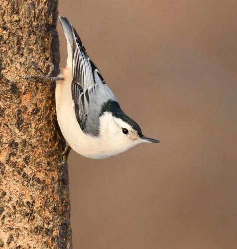 Image of White-breasted Nuthatch