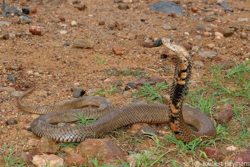 Image of Mozambique Spitting Cobra