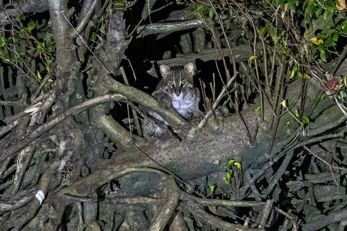 Image of Fishing Cat