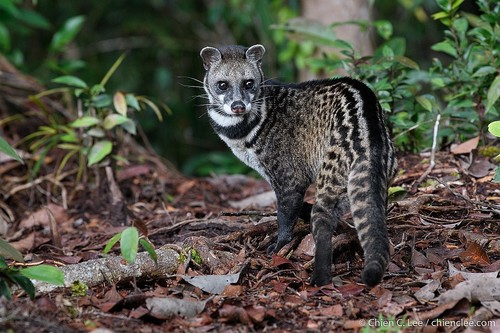 Image of Malay Civet