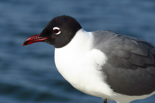 Image of Laughing Gull