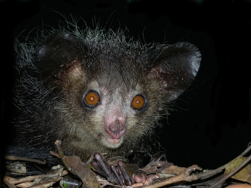 Image of Aye-aye