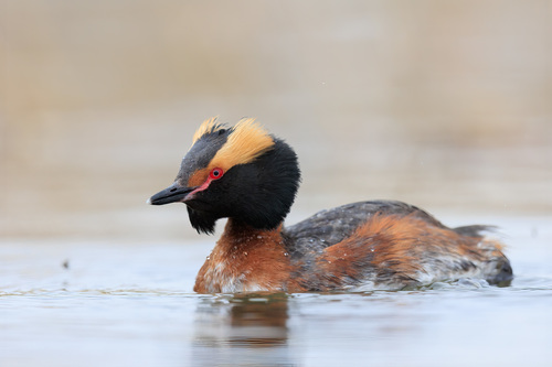 Image of Horned Grebe