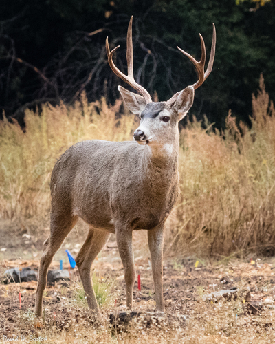 Image of Mule Deer