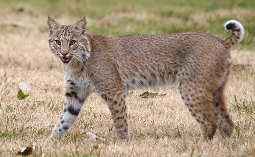 Image of Bobcat