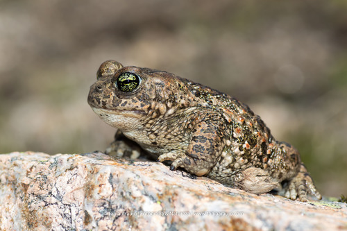 Image of Natterjack Toad