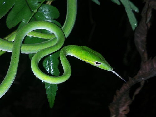 Image of Oriental Whip Snake