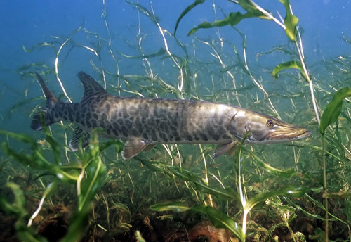 Image of Muskellunge