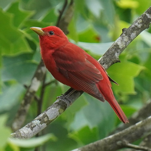 Image of Summer Tanager