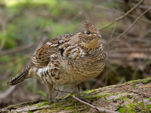 Image of Ruffed Grouse