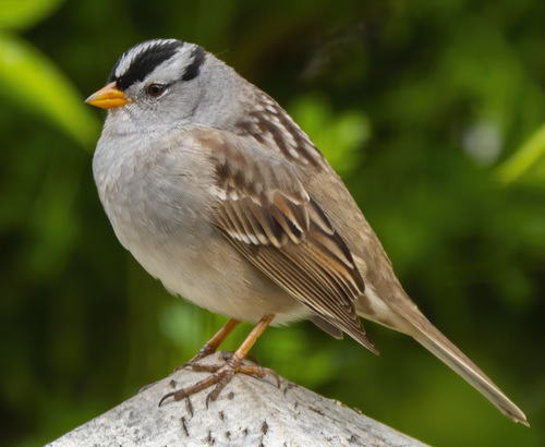 Image of White-crowned Sparrow