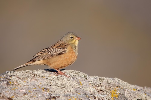 Image of Ortolan Bunting