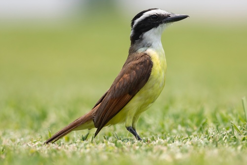 Image of Great Kiskadee