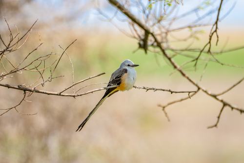 Image of Scissor-tailed Flycatcher