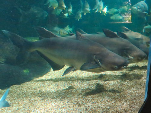 Image of Mekong giant catfish