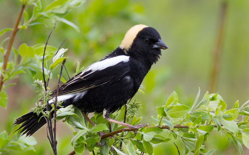 Image of Bobolink