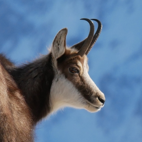 Image of Chamois