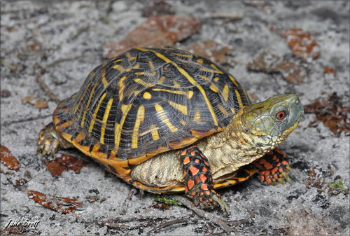 Image of Ornate Box Turtle