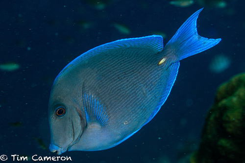 Image of Blue Tang