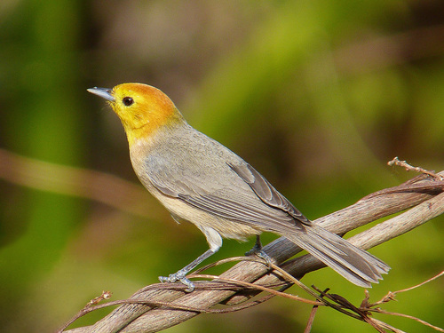 Image of Orange-headed Tanager