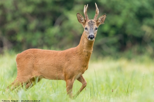 Image of European Roe Deer