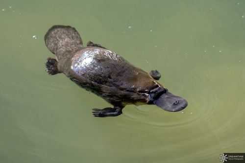 Image of Platypus