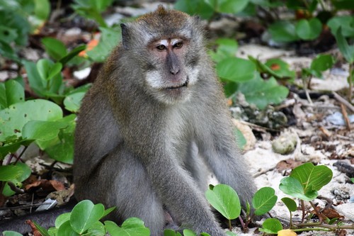 Image of Long-tailed macaque