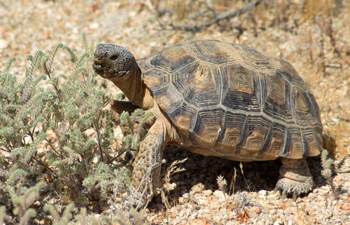 Image of Desert Tortoise