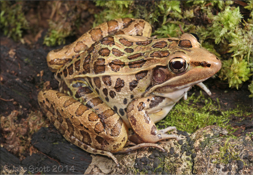 Image of Southern Leopard Frog