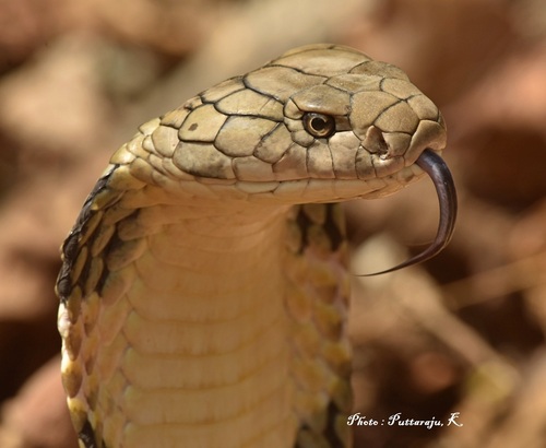 Image of King Cobra