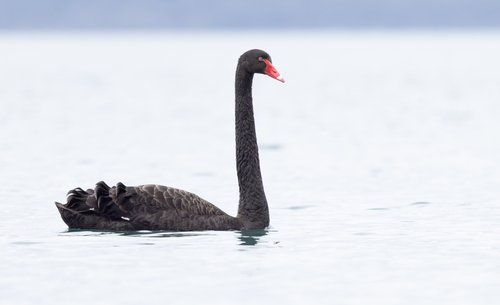 Image of Black Swan