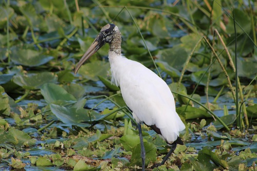 Image of Wood Stork