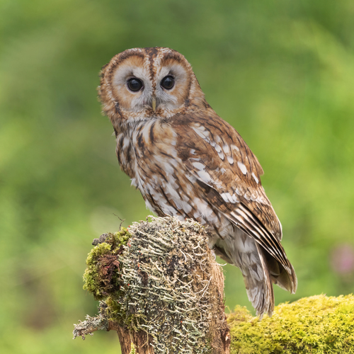 Image of Tawny Owl