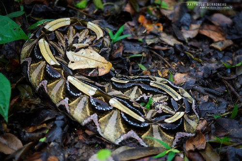 Image of Gaboon Viper