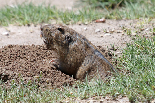 Image of Plains Pocket Gopher