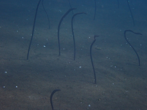 Image of Japanese garden eel