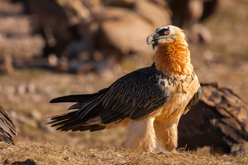 Image of Bearded Vulture