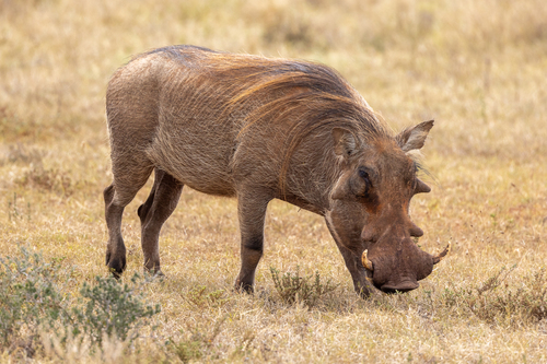 Image of Common Warthog