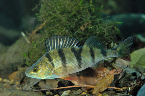 Image of European Perch