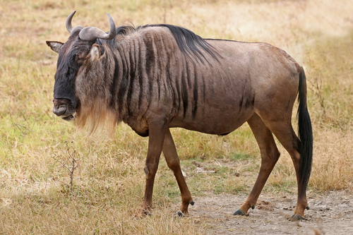 Image of Blue Wildebeest